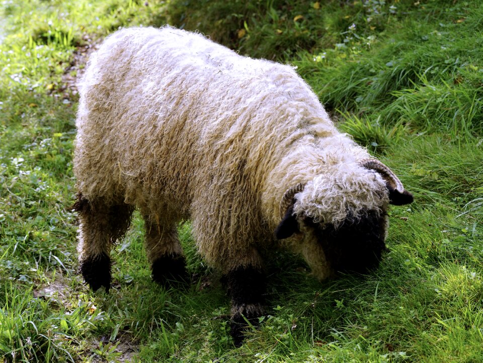 Livestock black white