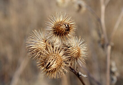 Nature at the court of winter photo