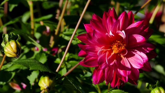 Bloom bud sun
