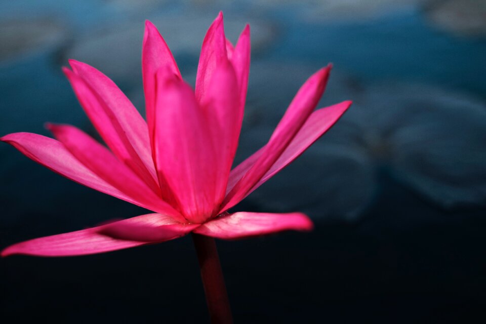 Flower nature plant