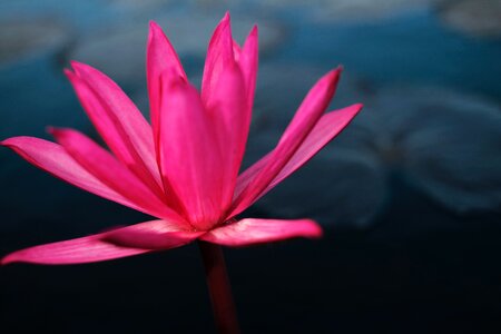 Flower nature plant