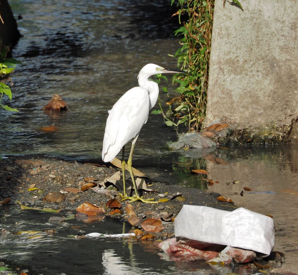Wildlife heron wild