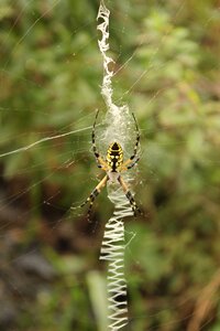 Web arachnid wildlife photo