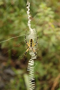 Web arachnid wildlife