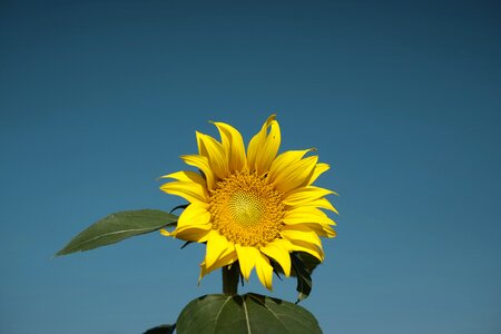 Yellow petals sunflower