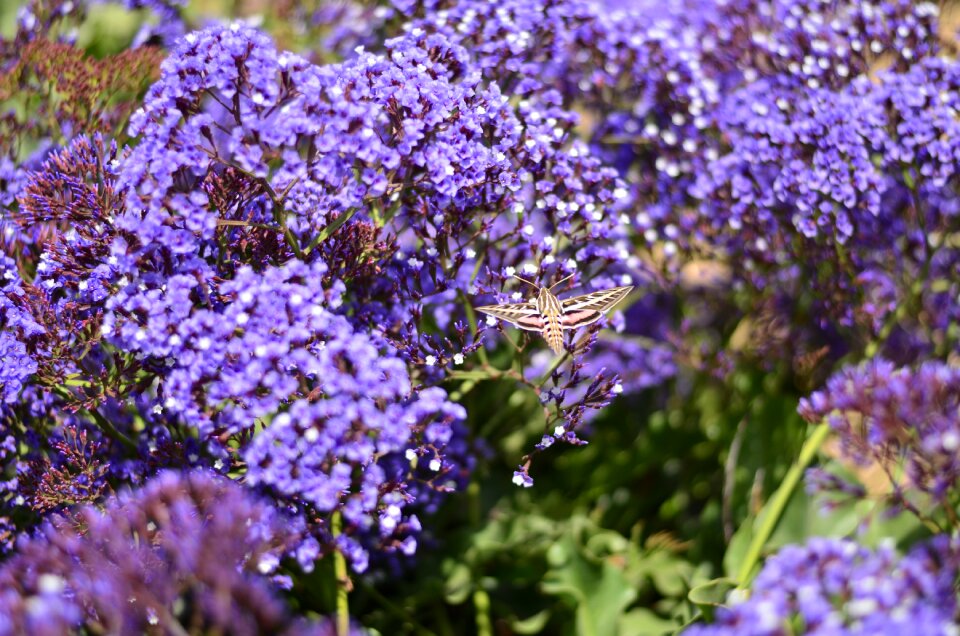 Del mar nature flowers