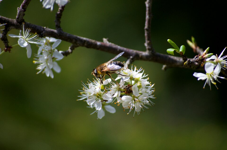 Tree plant branch