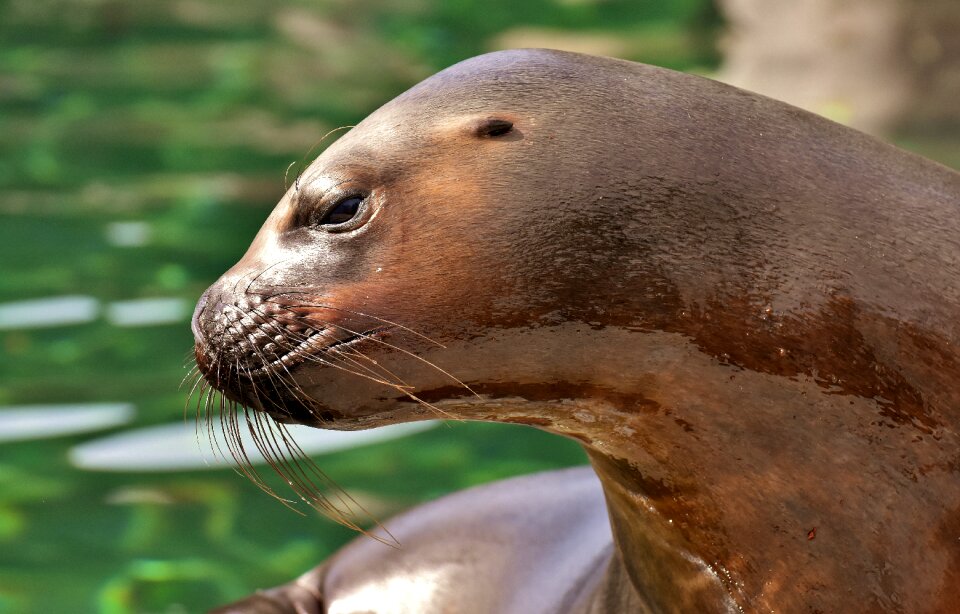 Robbe meeresbewohner animal