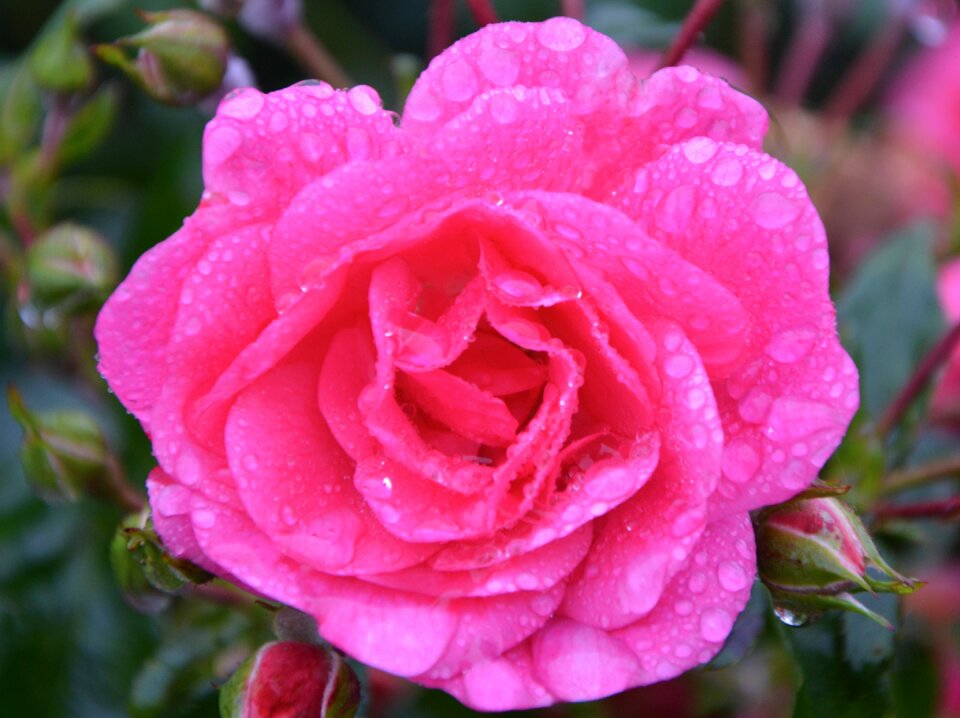 Thorns spicy color pink