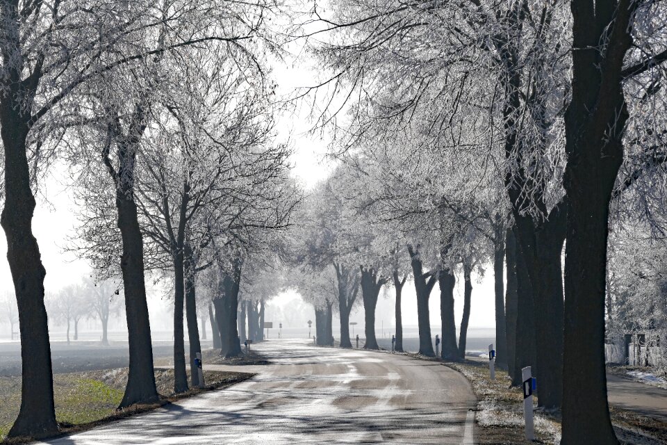 Nature winter ripe