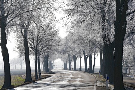 Nature winter ripe