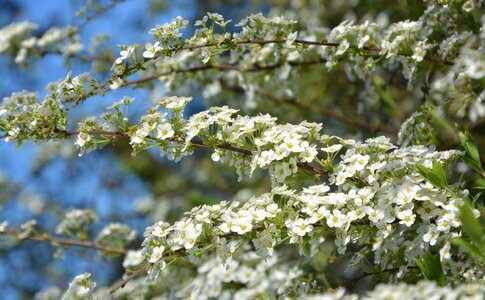 Nature plant branch photo