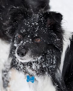 Portrait cute border collie snow gray border