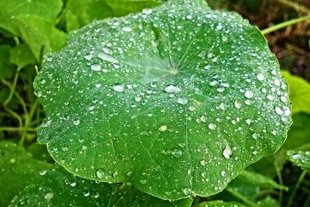 Water drops rain drops drops on petunia leaf photo