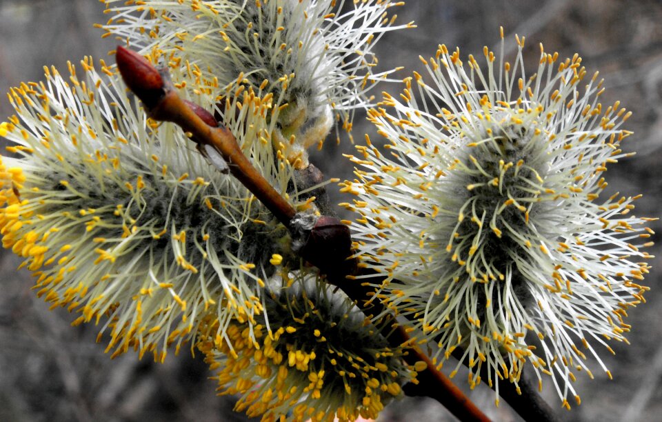 Spring the beauty of nature the basis of
