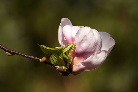 Pink white spring photo
