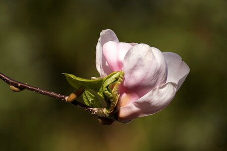 Pink white spring