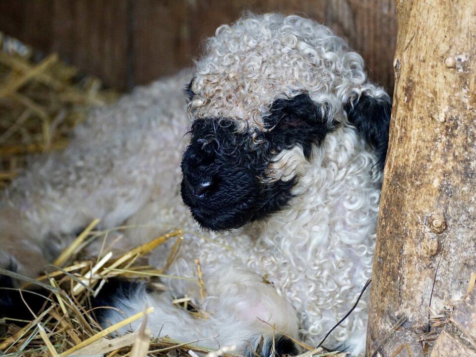Livestock black white