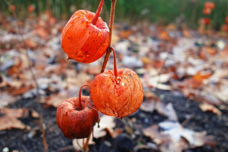 Plant husk herbal