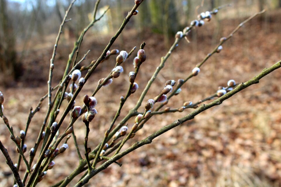 Early spring nature at the court of
