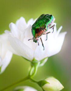Beetle insect white flower