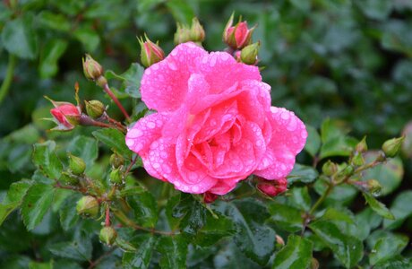 Offer events nature garden