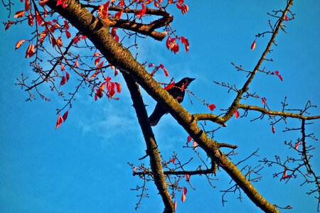 Foliage tree autumn colors photo