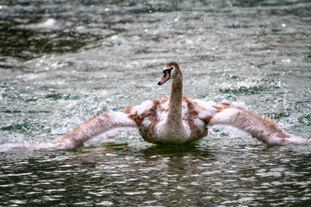 Bird nature animal world