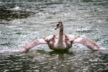 Bird nature animal world photo