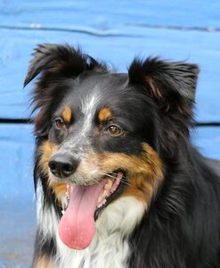 Mammal portrait cute border collie three colours
