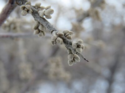 Branch tree bud
