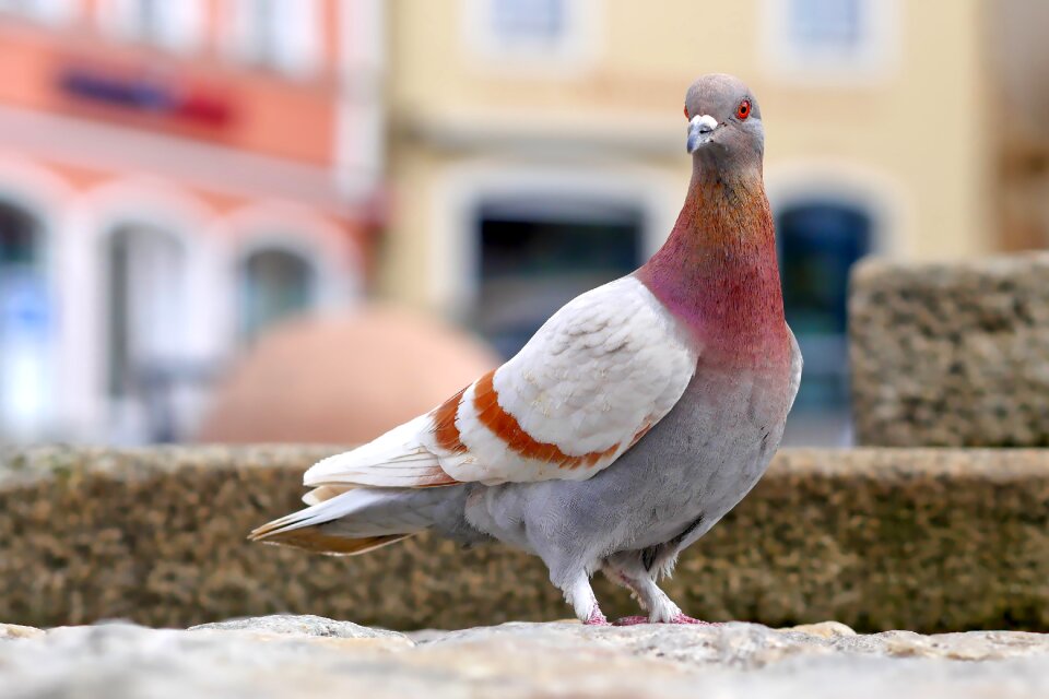 Nature plumage animal world photo