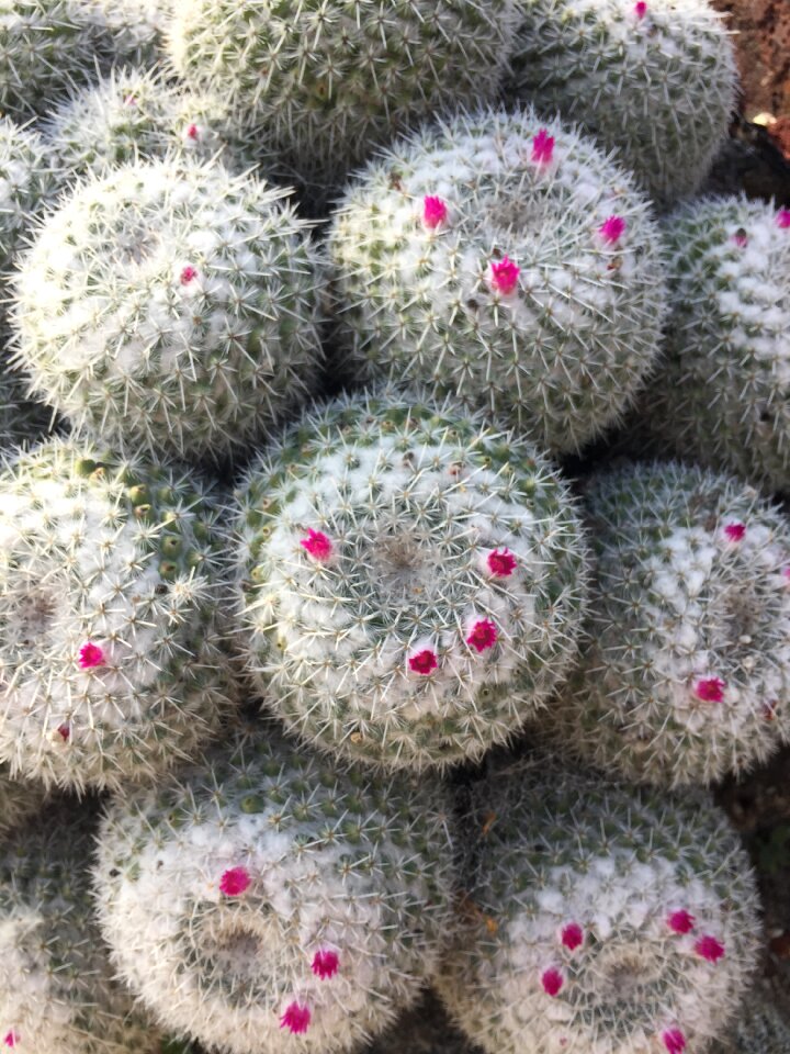 Sharp nature desert