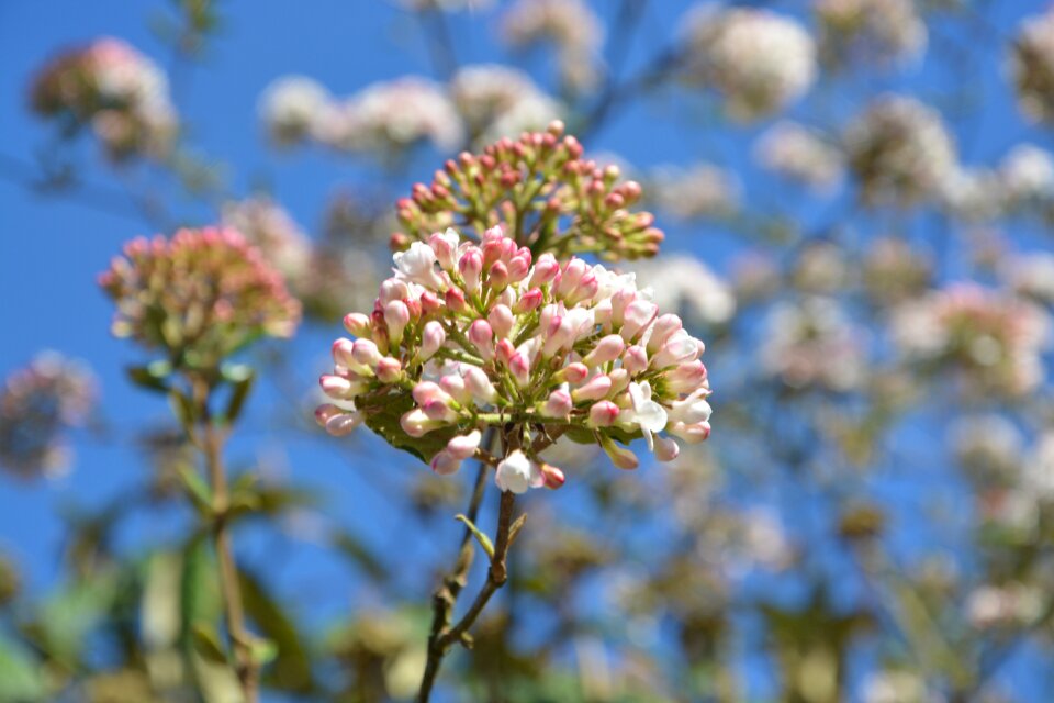 Shrub flower plant nature