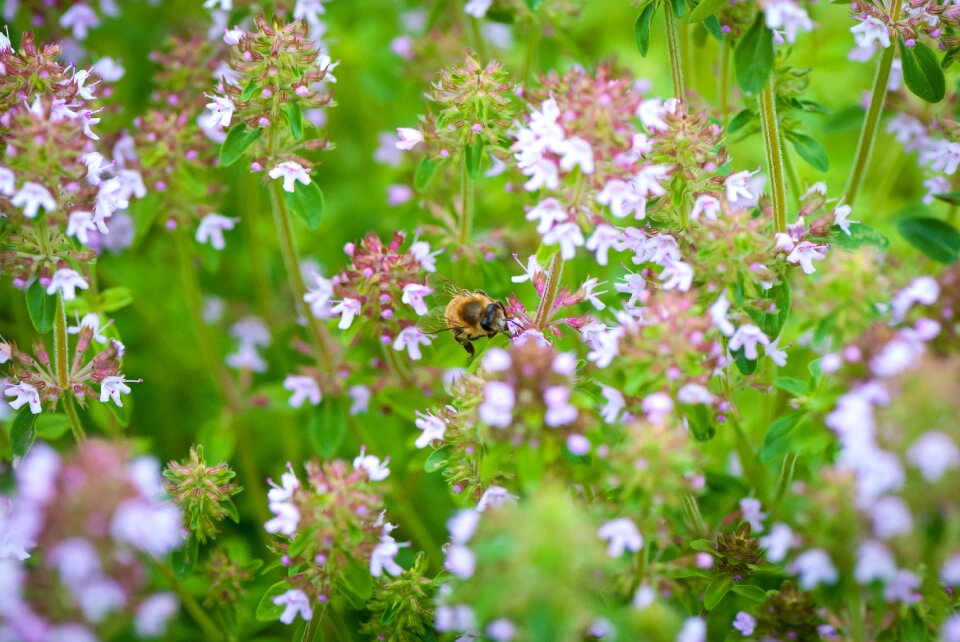 Sheet field bumblebee