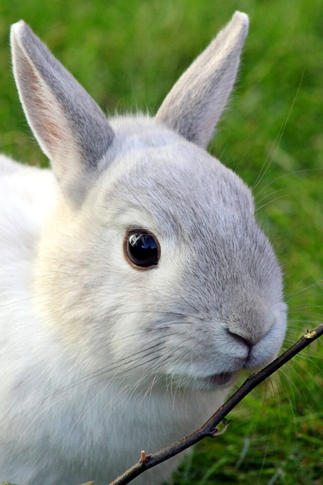 Pet animal world animal
