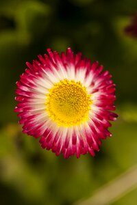 Nature garden beautiful