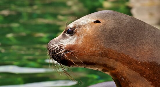 Robbe meeresbewohner animal
