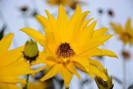 Nature massif flowers petals