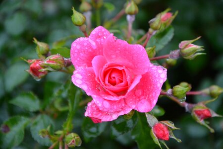 Flowers thorn pungent pink flowers photo