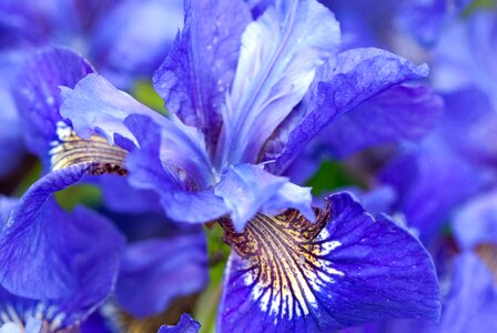 Plant nature iris photo