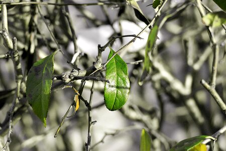 Plant tree shoots garden