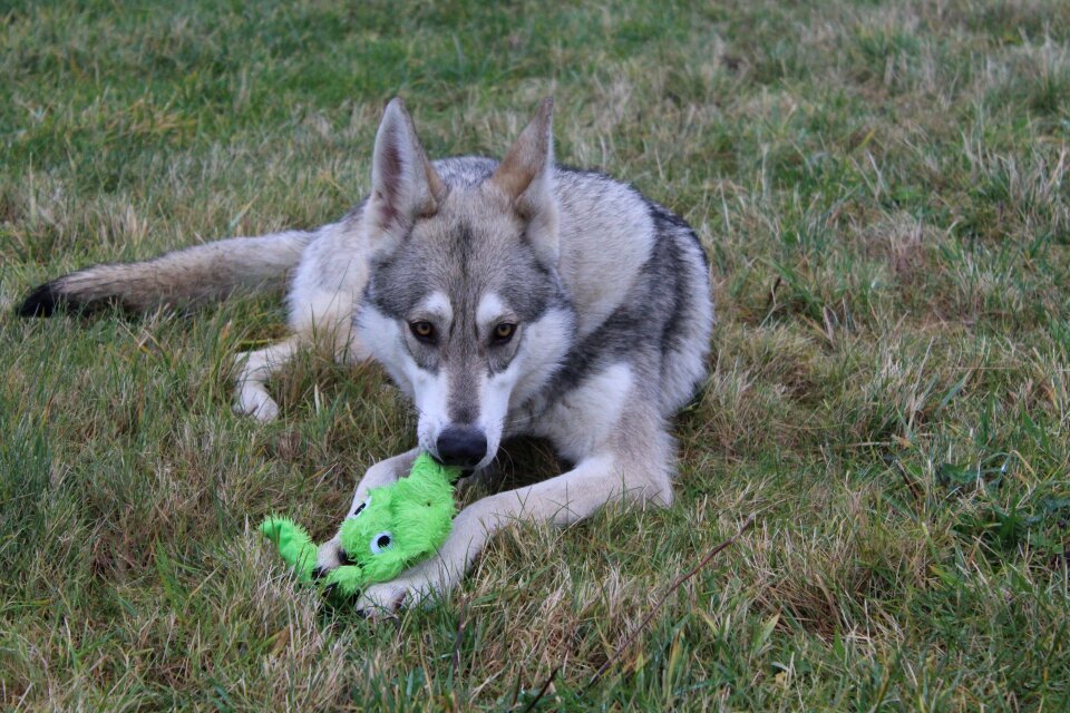 Wolf dog pet young dog