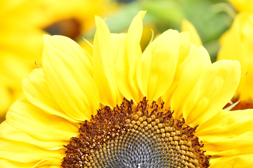 Summer closeup petal