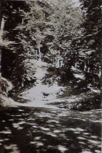 BASA-3K-7-529-10(4)-The sanitary service in the Kyustendil region in 1936