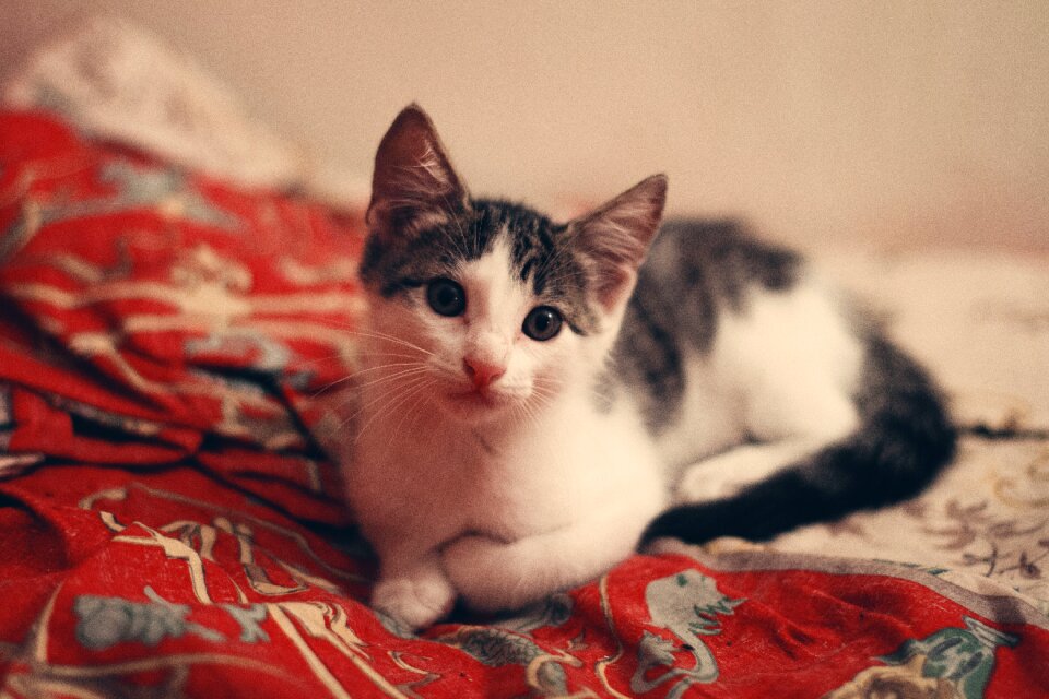 Kitten pet brown bed