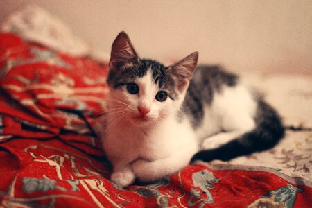 Kitten pet brown bed photo