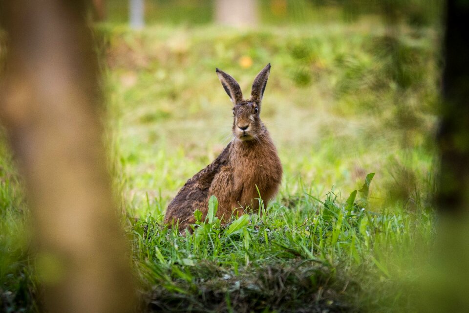 Bunny animal green