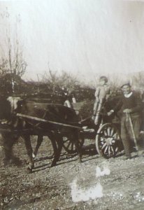 BASA-3K-7-529-17(2)-The sanitary service in the Kyustendil region in 1936