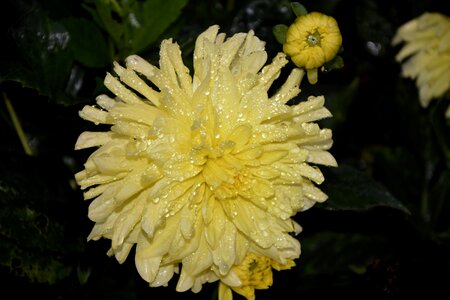 Nature flowering yellow daisy photo